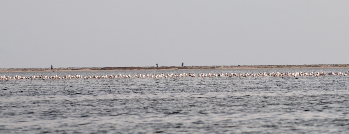 Greater Flamingo - ML614592458