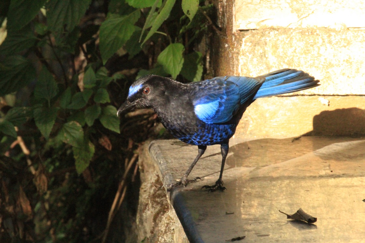 Malabar Whistling-Thrush - Jackie Childers