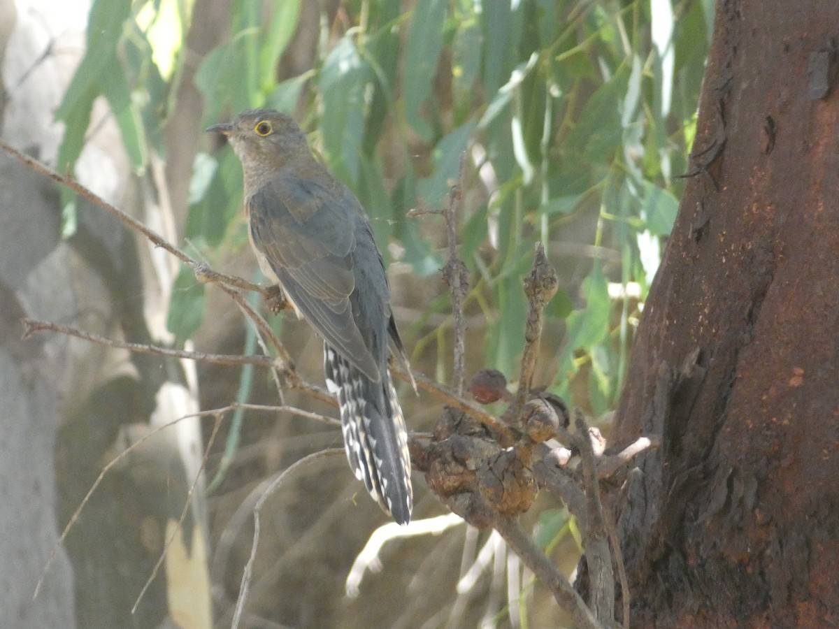 Fan-tailed Cuckoo - ML614592474