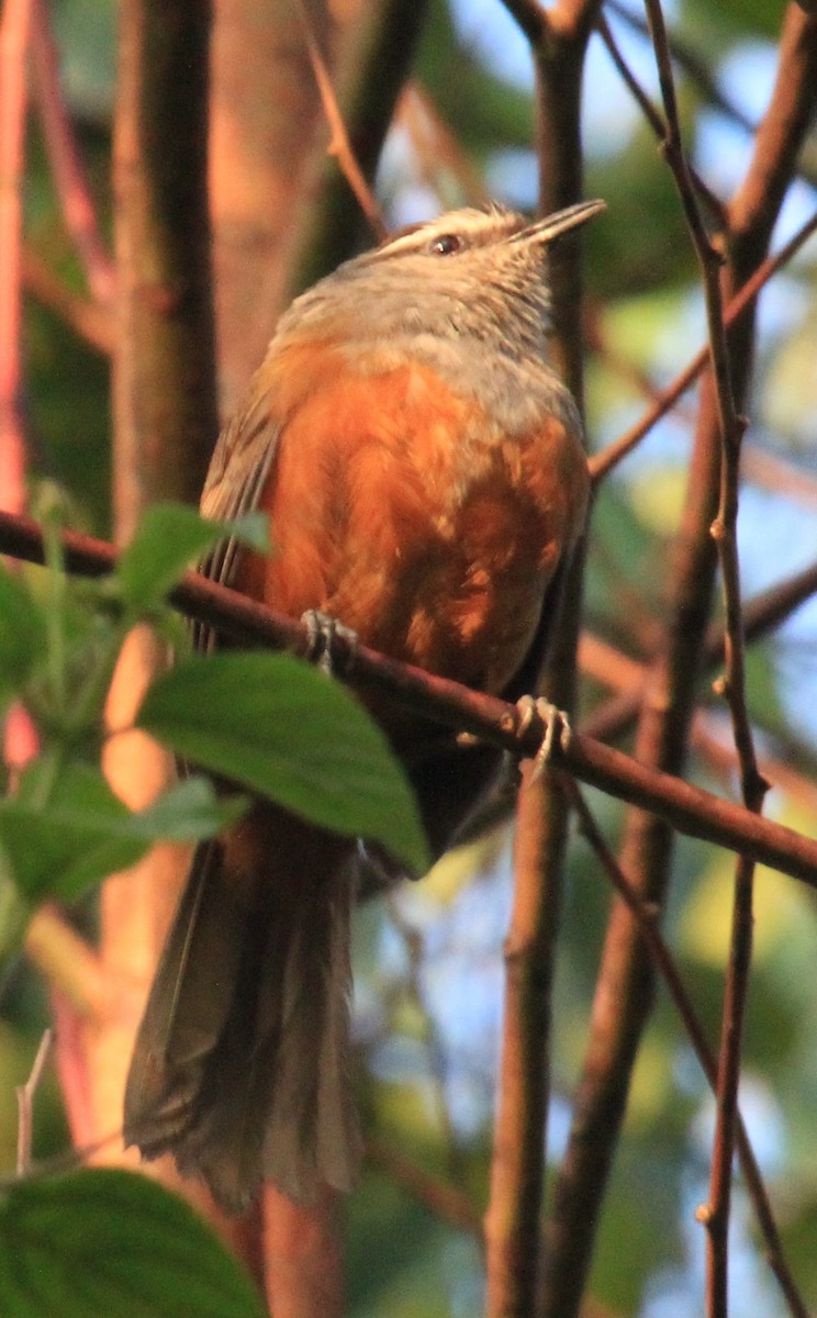 Palani Laughingthrush - ML614592483