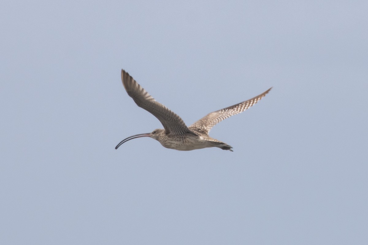 Far Eastern Curlew - ML614592505
