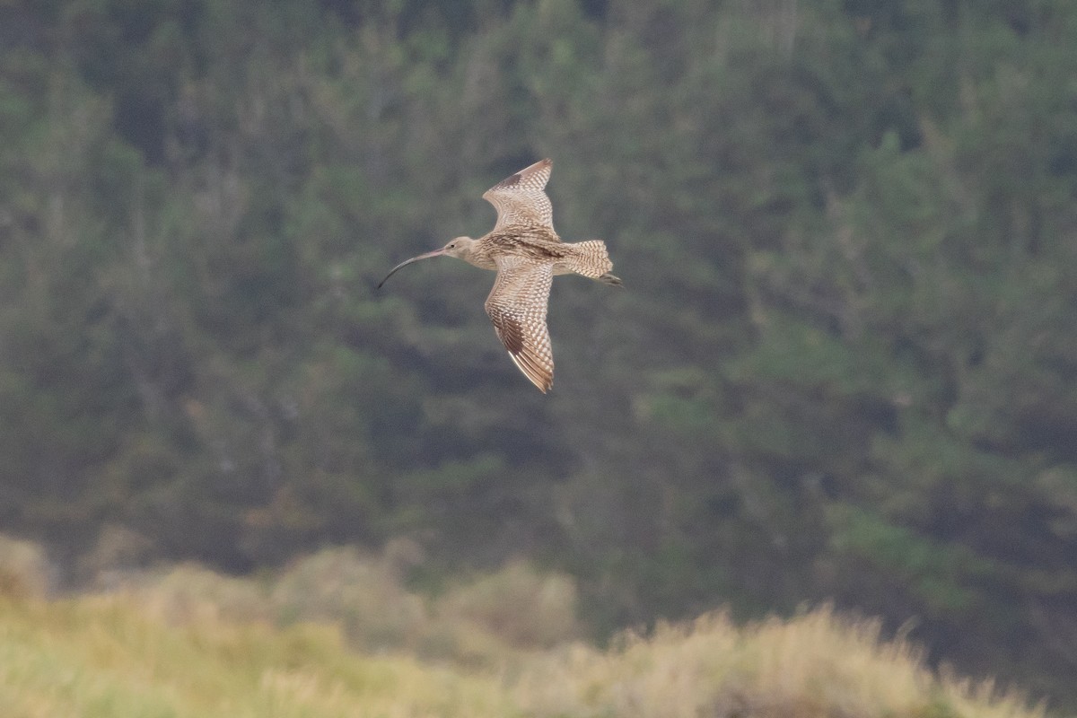 Far Eastern Curlew - ML614592544