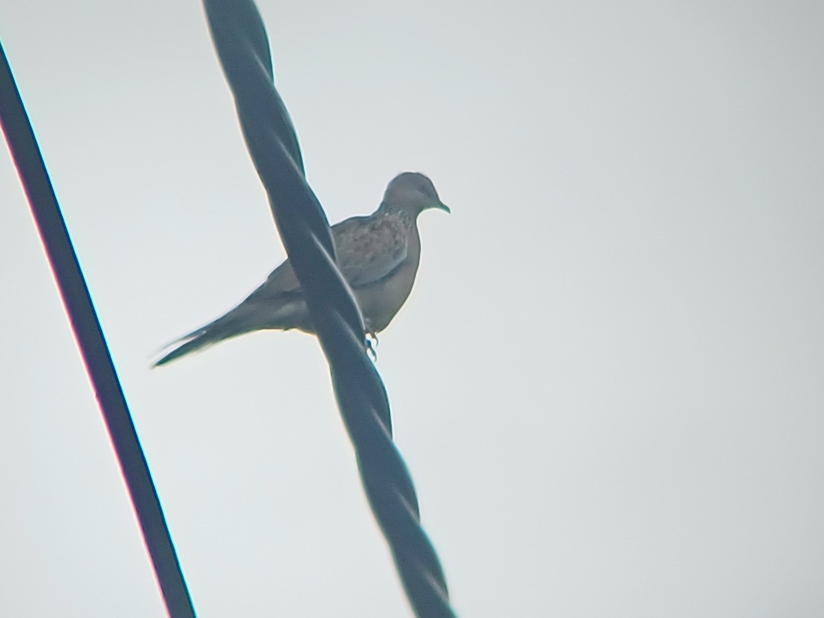 Spotted Dove - Sooraj  Sekhar