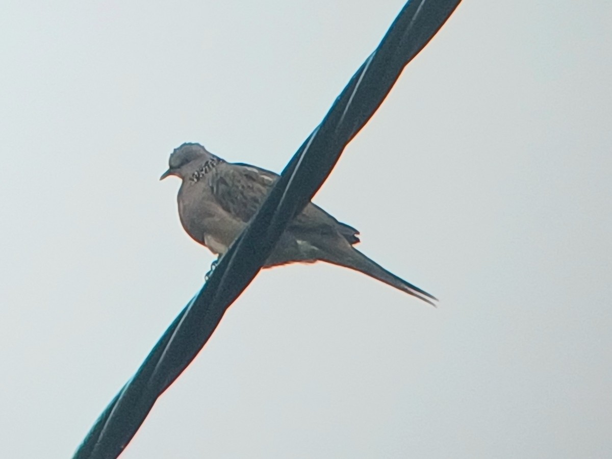 Spotted Dove - Sooraj  Sekhar