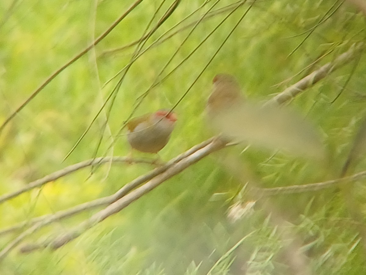 Red-browed Firetail - Sooraj  Sekhar