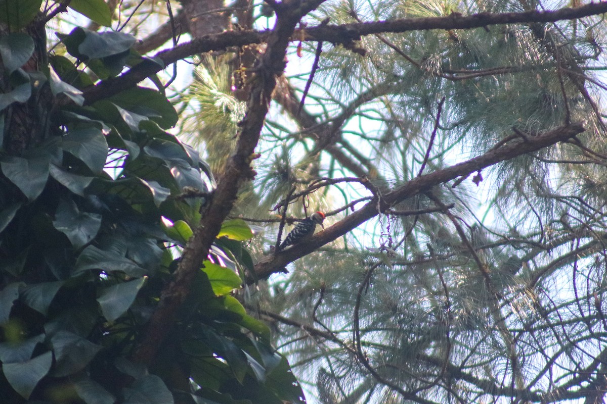 Stripe-breasted Woodpecker - ML614592615