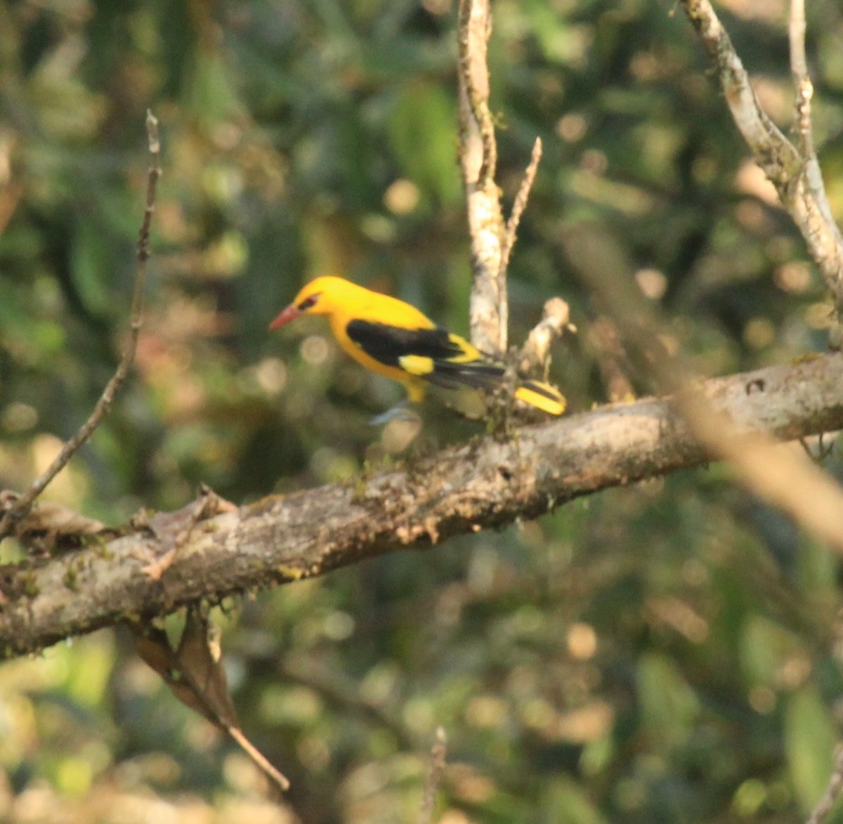 Indian Golden Oriole - ML614592629