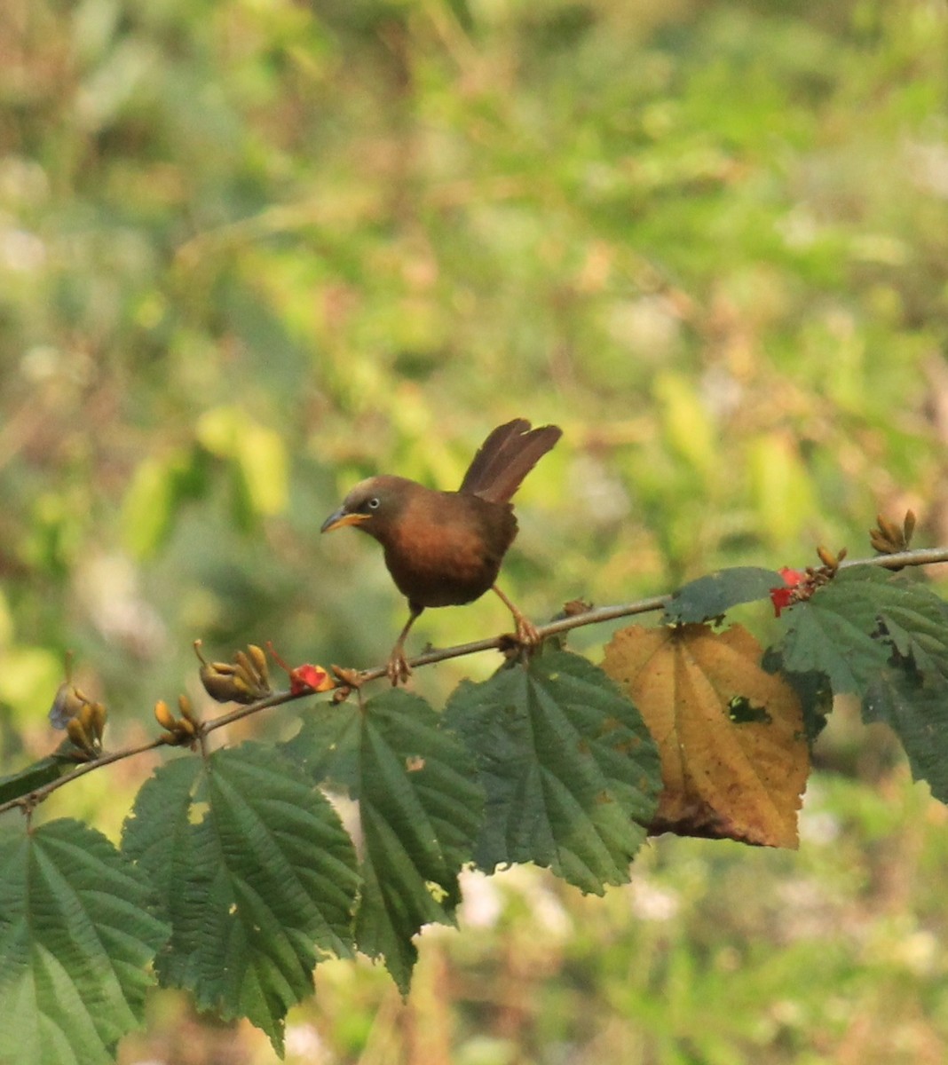 Rufous Babbler - ML614592639