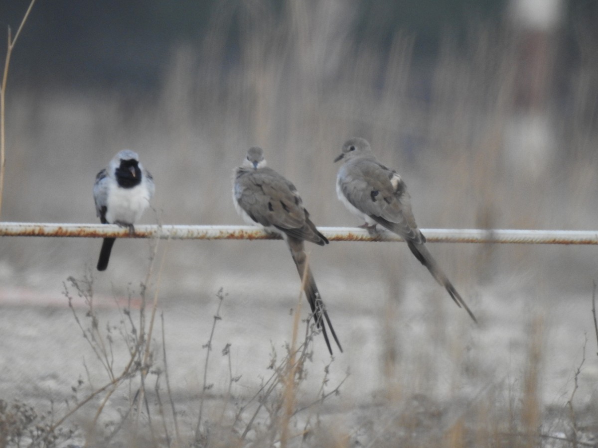 Namaqua Dove - ML614592656