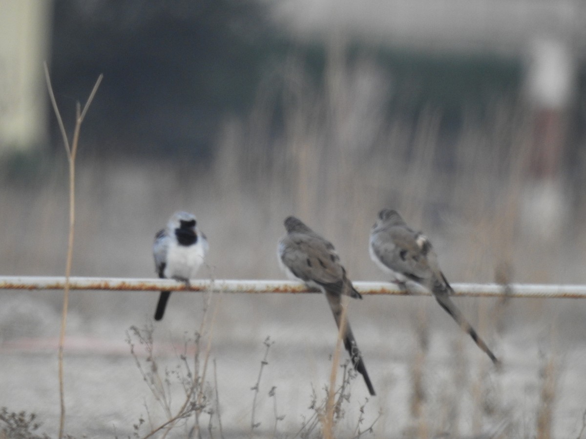 Namaqua Dove - Irvin Calicut