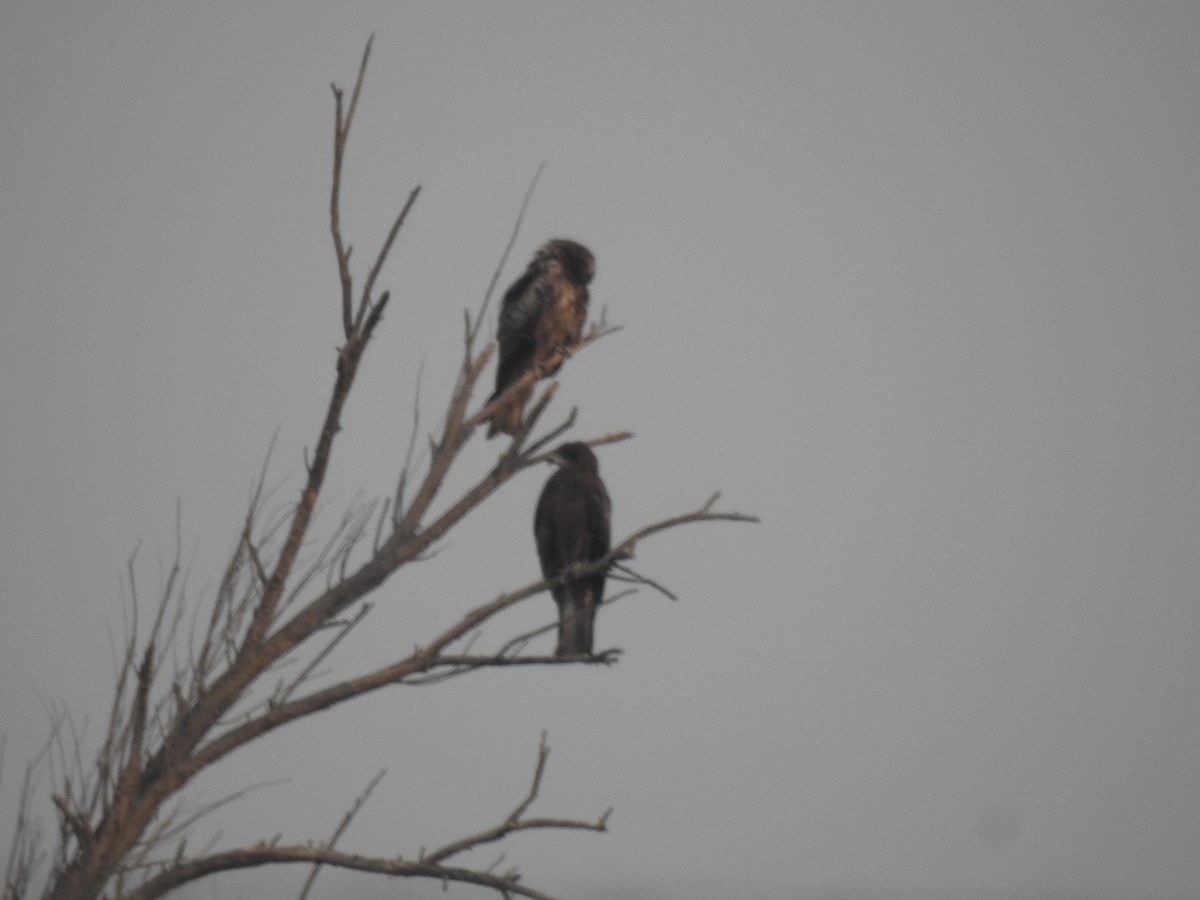 黑鳶 - ML614592661