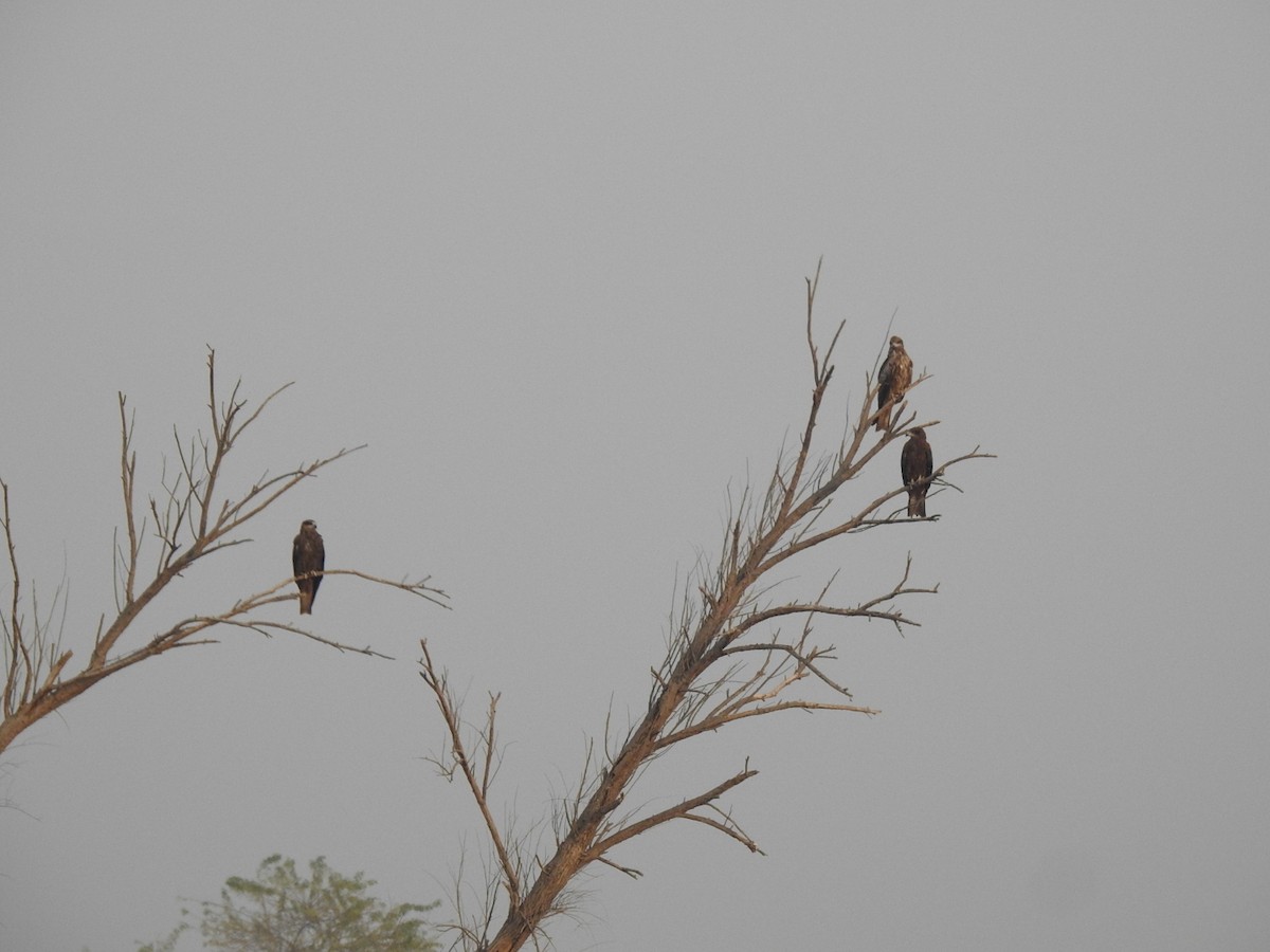 Black Kite - Irvin Calicut