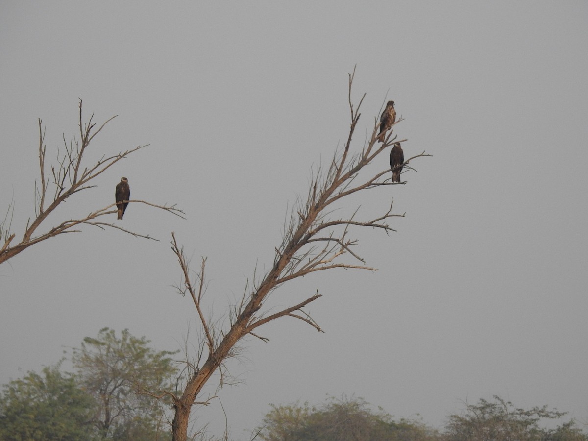 Black Kite - ML614592666