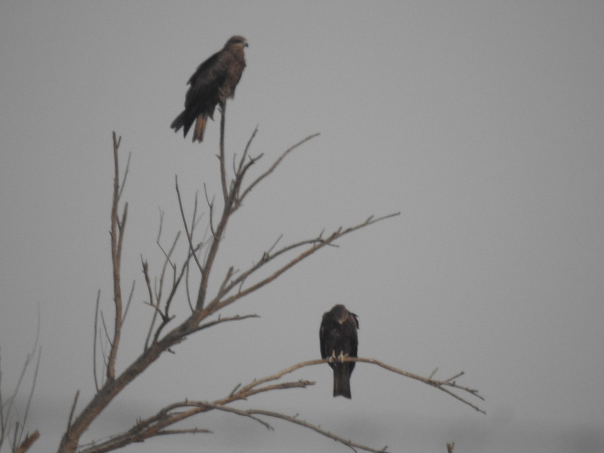 Black Kite - ML614592667