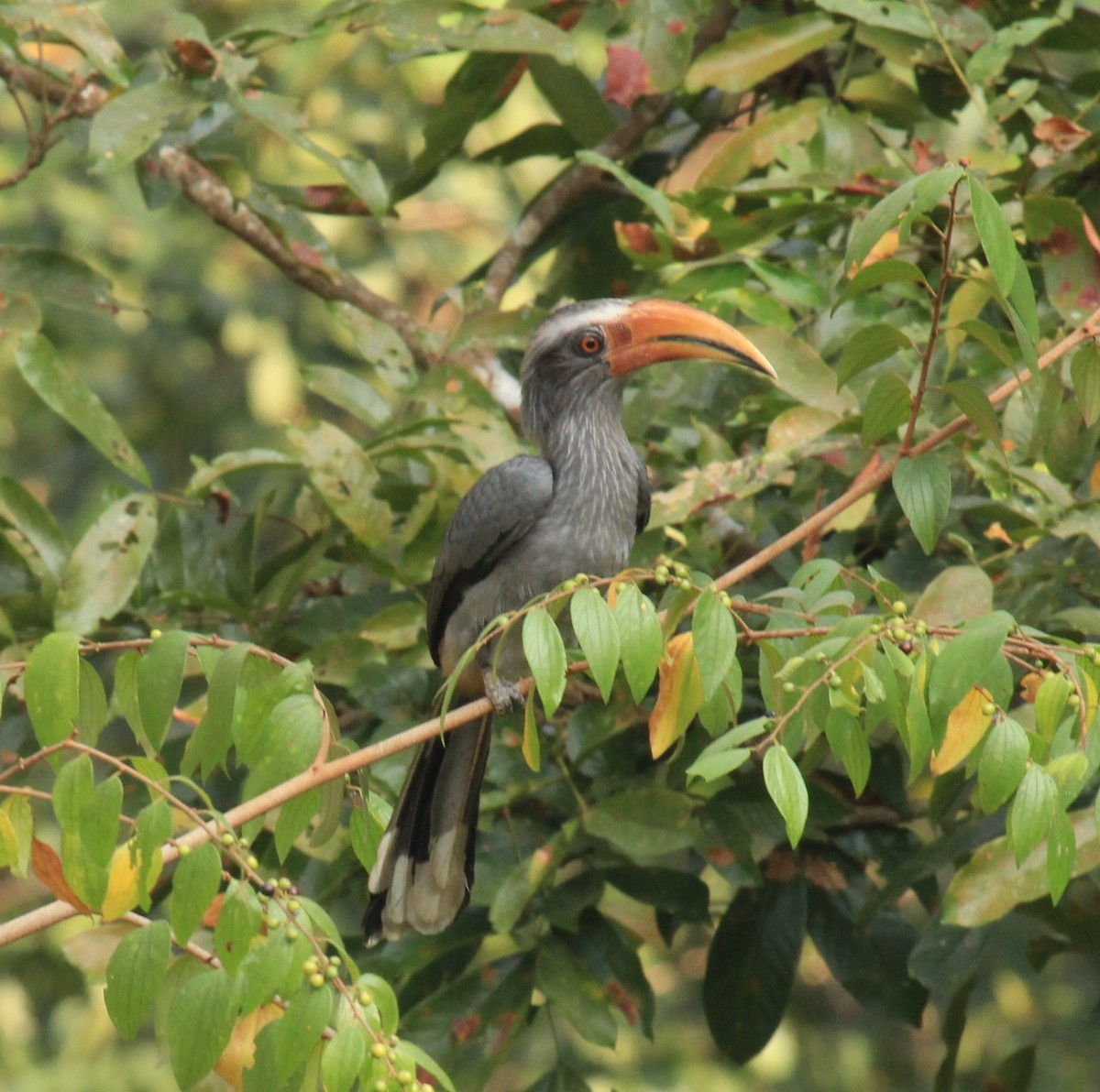 Malabar Gray Hornbill - ML614592673