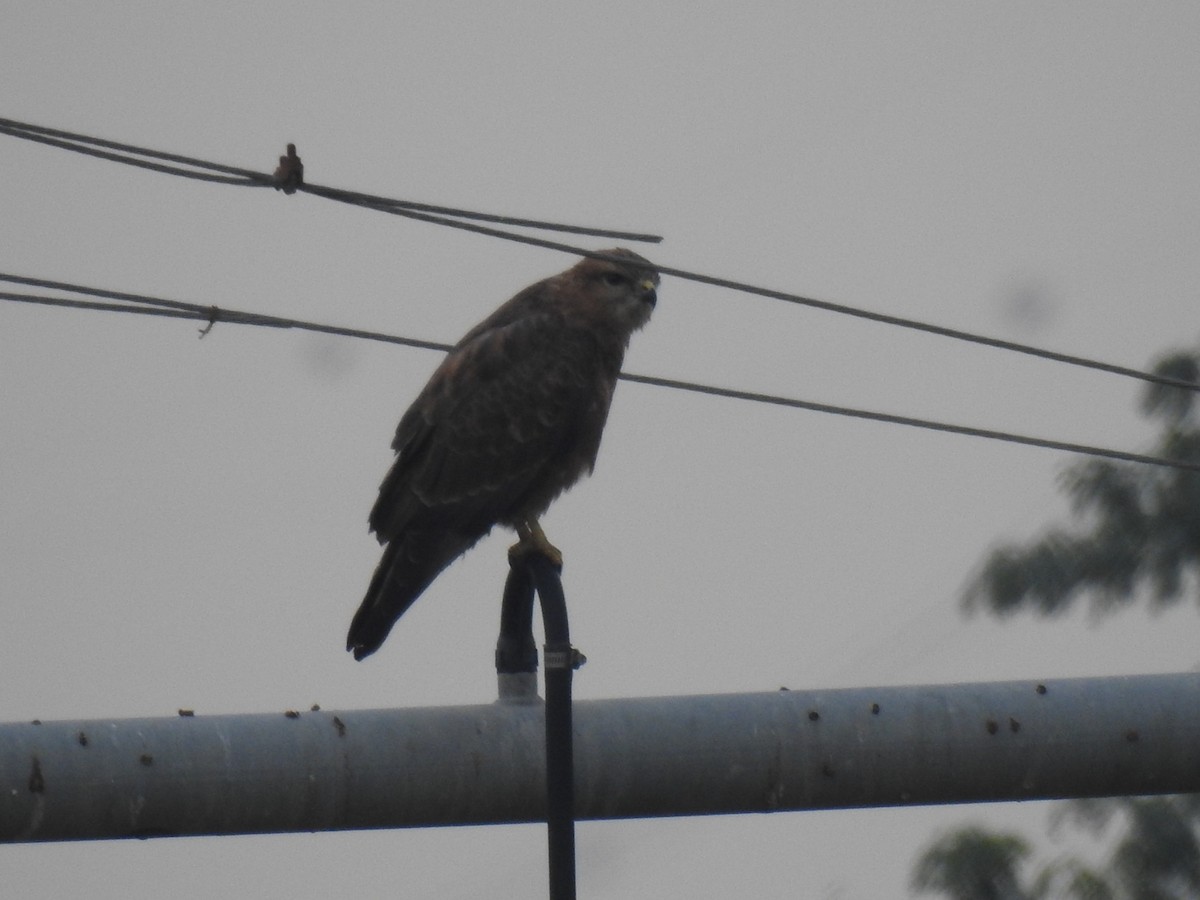 Common Buzzard (Steppe) - ML614592675