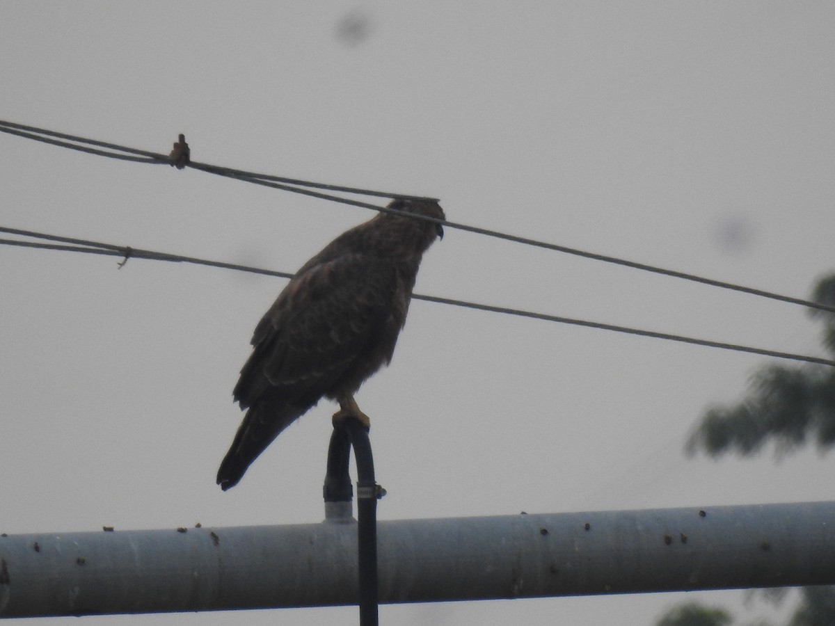 Common Buzzard (Steppe) - ML614592676