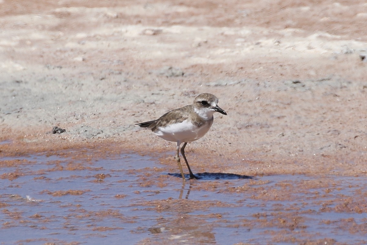 Greater Sand-Plover - ML614592693