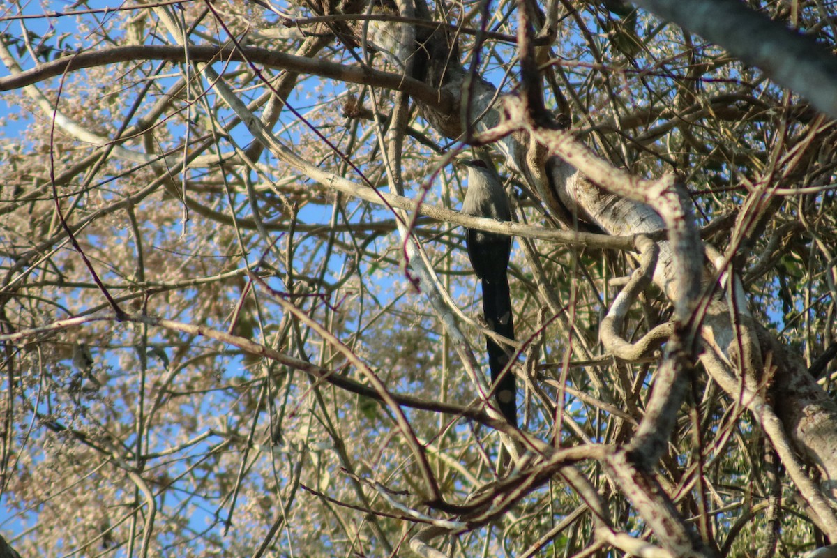 Green-billed Malkoha - ML614592717