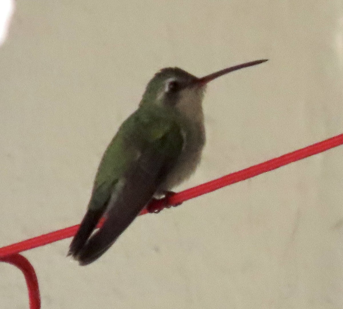 Broad-billed Hummingbird - ML614592722