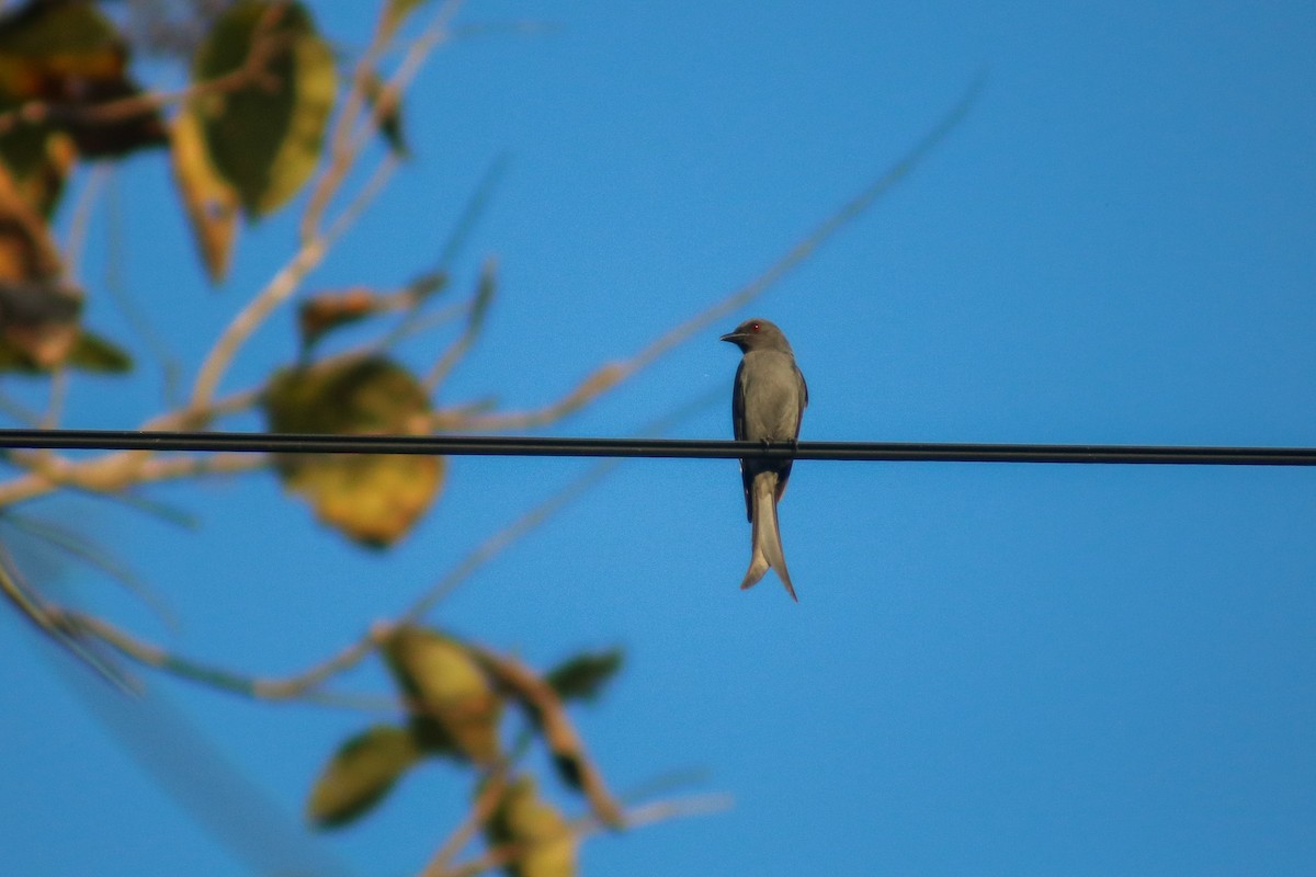 Ashy Drongo (Sooty) - ML614592723