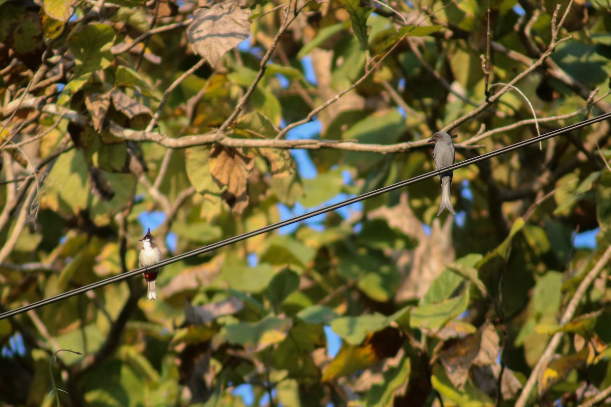 Ashy Drongo (Sooty) - ML614592724
