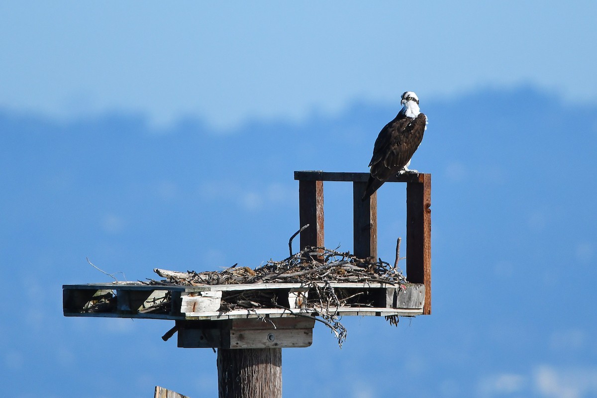 Osprey - ML614592794