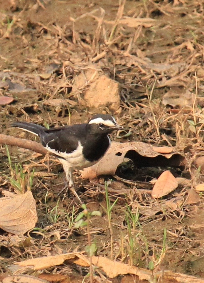 White-browed Wagtail - ML614592800