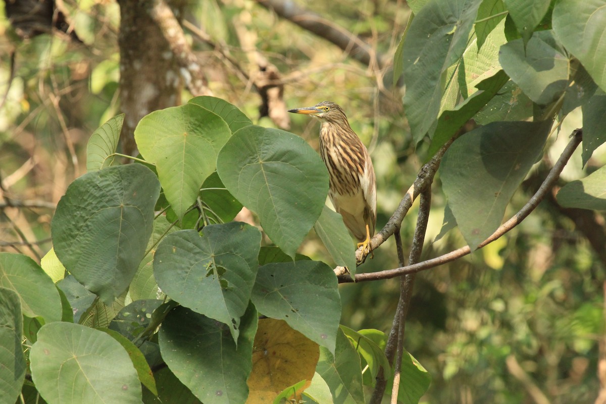 Indian Pond-Heron - ML614592858