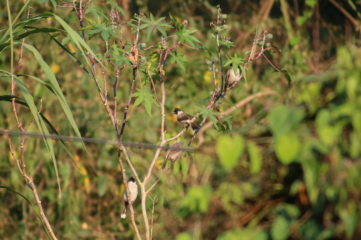 Sooty-headed Bulbul - ML614592869