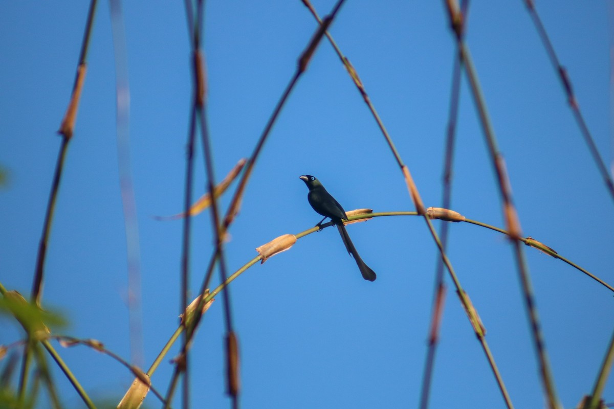 Racket-tailed Treepie - ML614592870