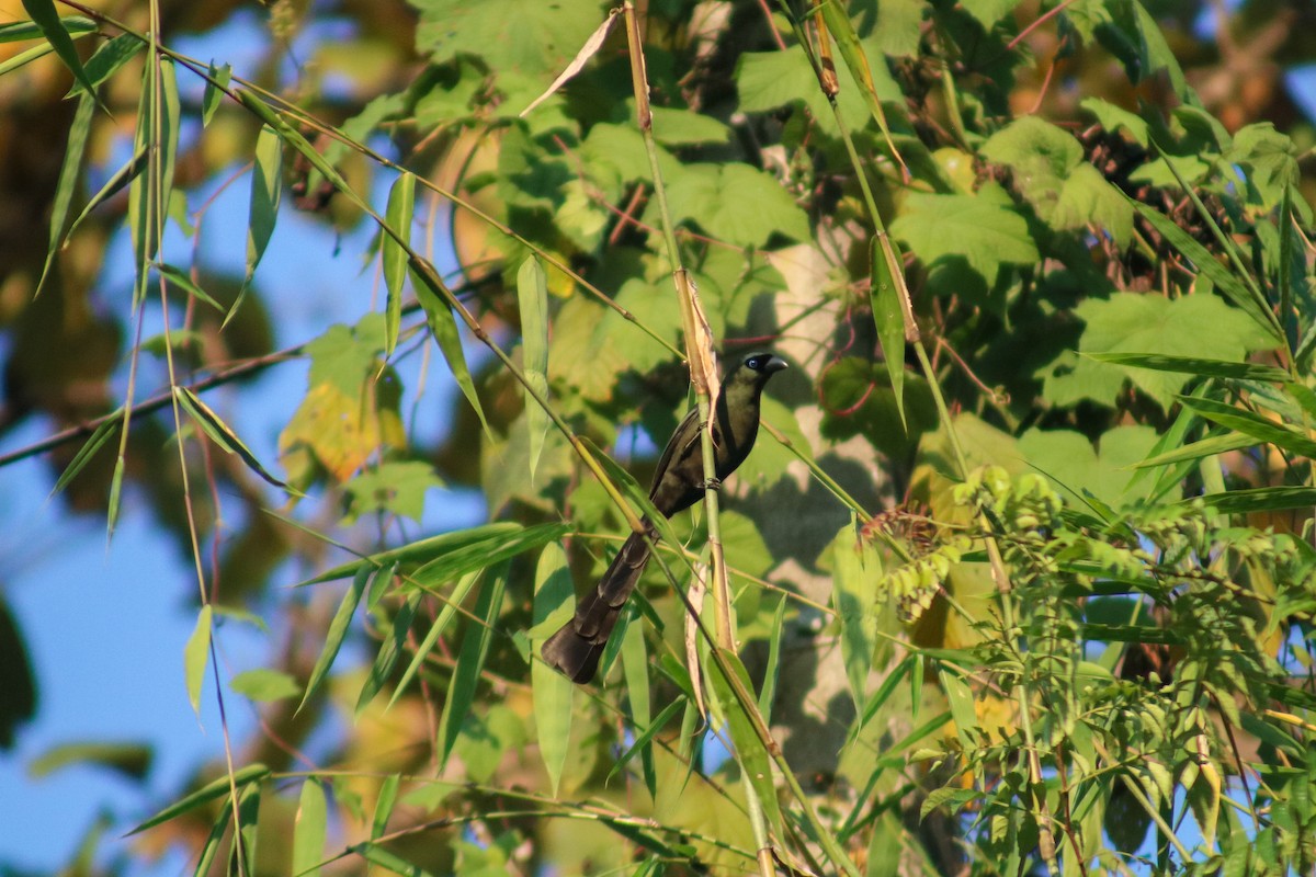 Racket-tailed Treepie - ML614592871