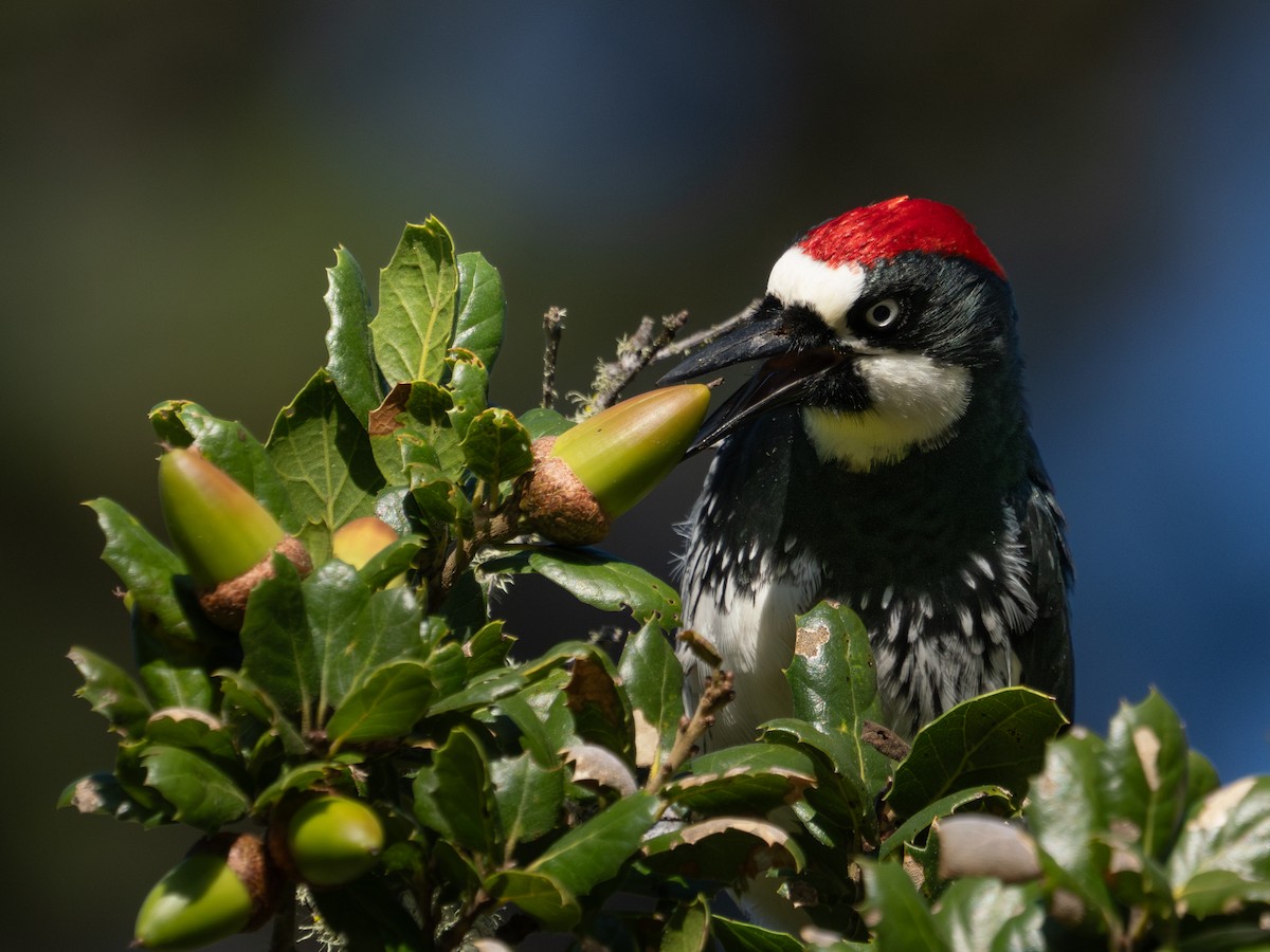 Acorn Woodpecker - ML614592889