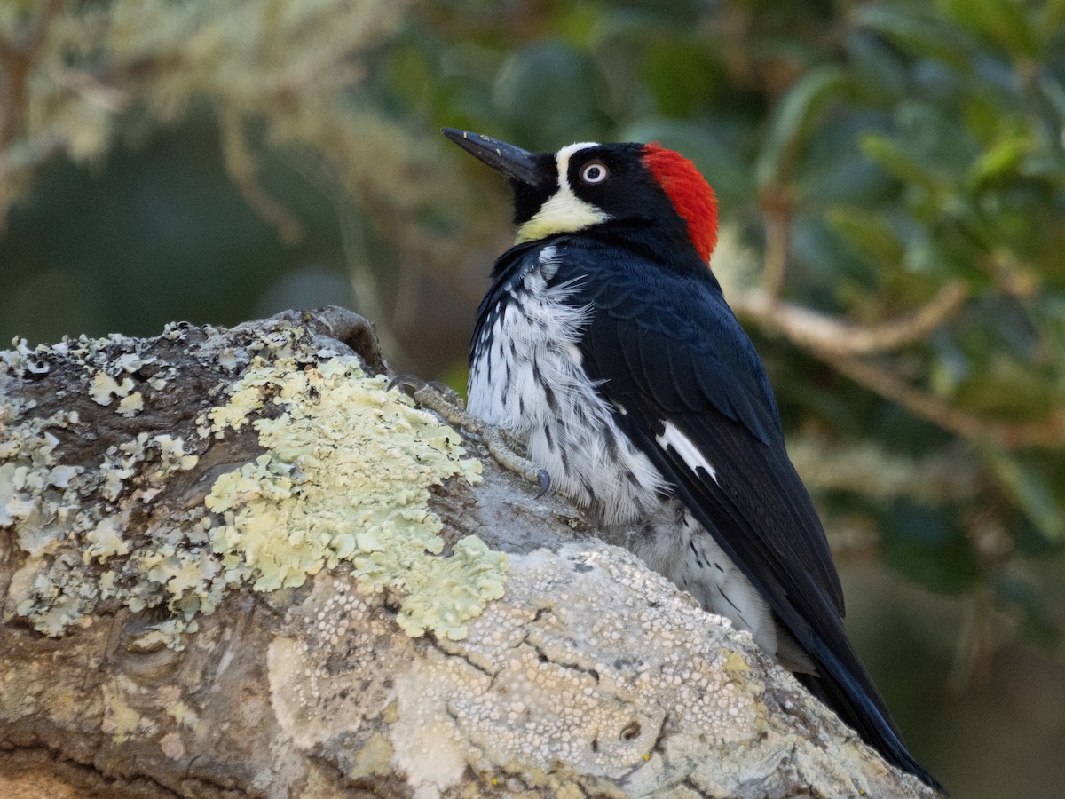 Acorn Woodpecker - ML614592890