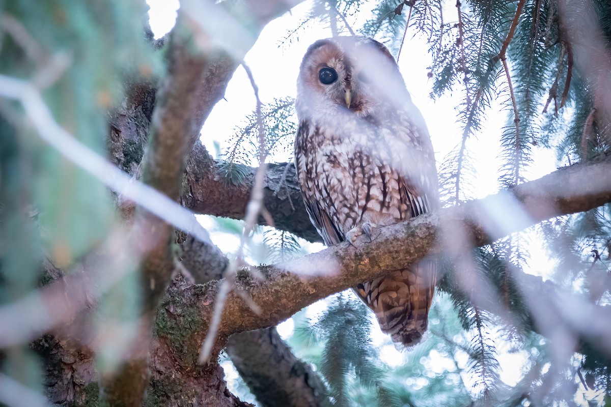 Tawny Owl - ML614592894