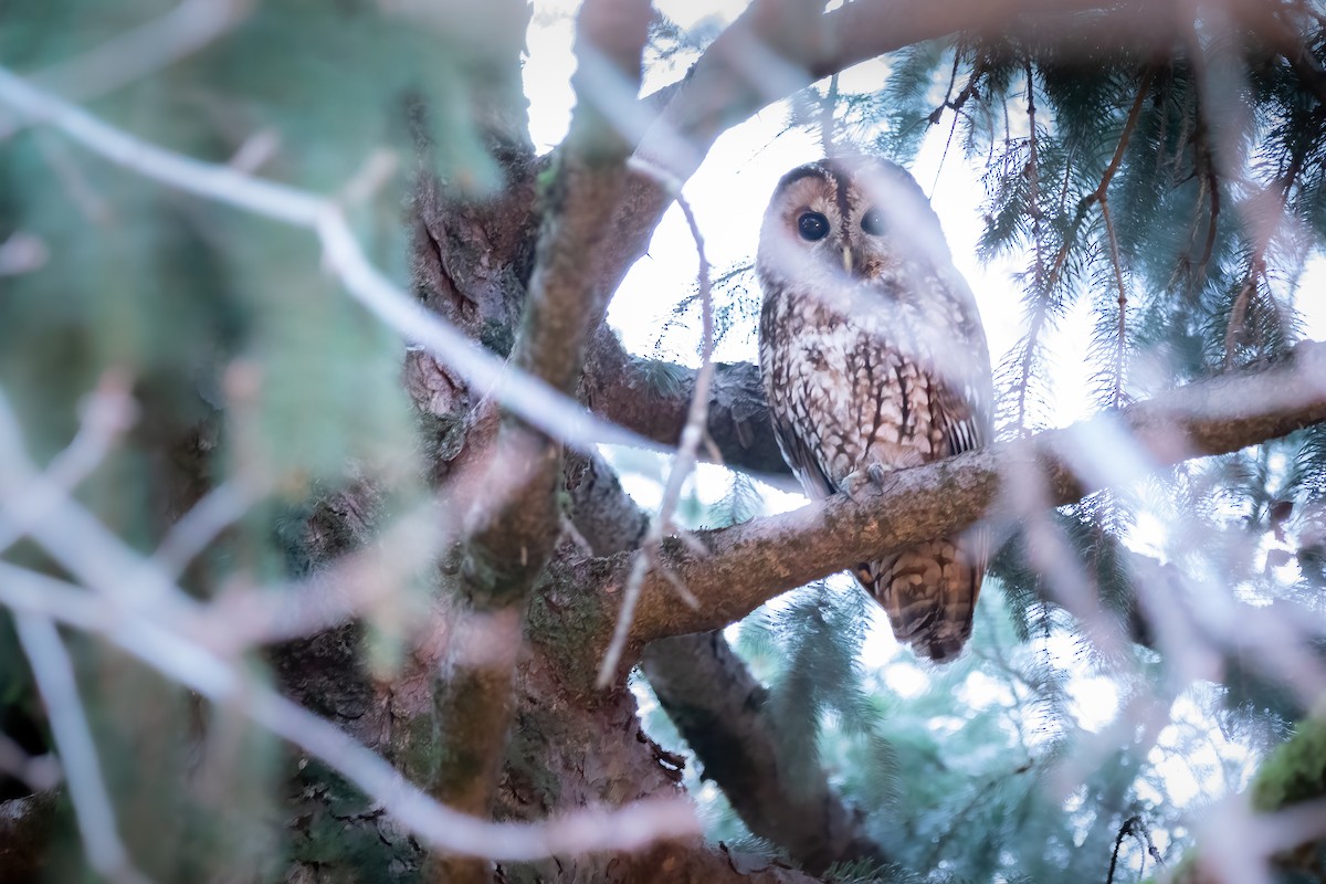 Tawny Owl - ML614592895