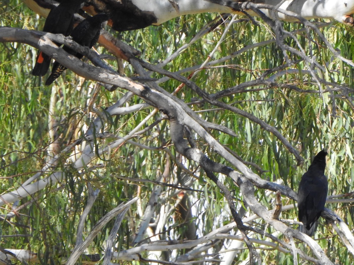Red-tailed Black-Cockatoo - ML614593056