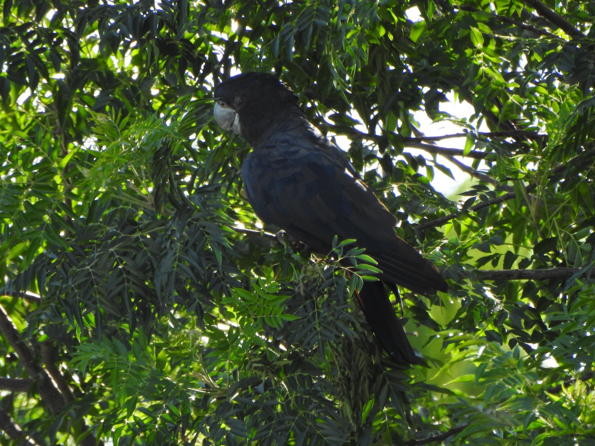 Red-tailed Black-Cockatoo - ML614593064