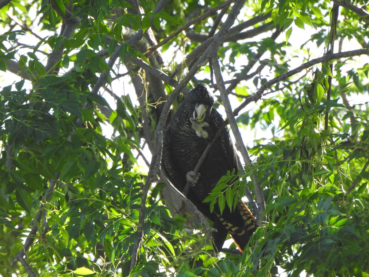 Red-tailed Black-Cockatoo - ML614593072