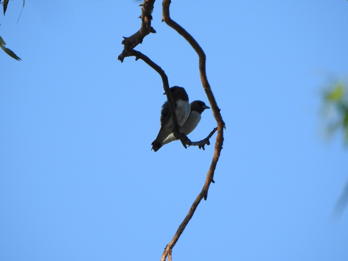 White-breasted Woodswallow - ML614593083