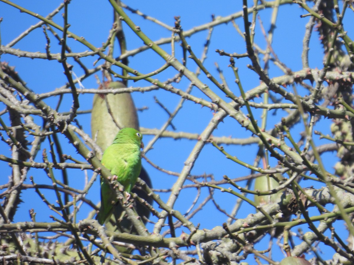 Yellow-chevroned Parakeet - ML614593151