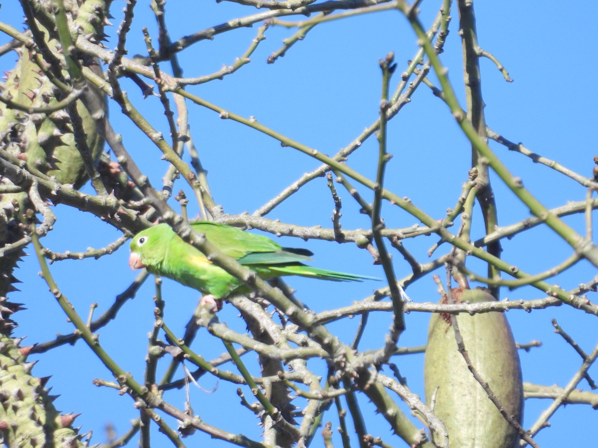 Toui à ailes jaunes - ML614593152