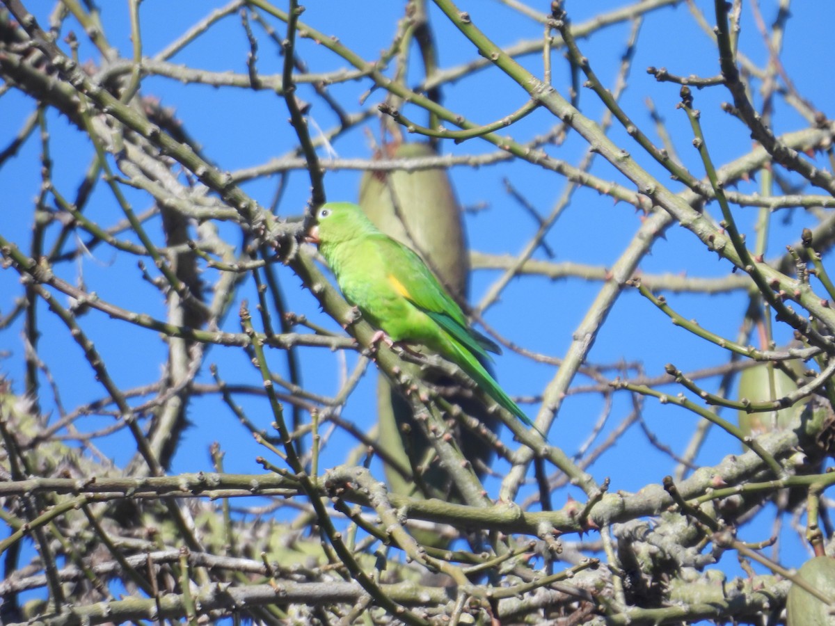 Yellow-chevroned Parakeet - ML614593153