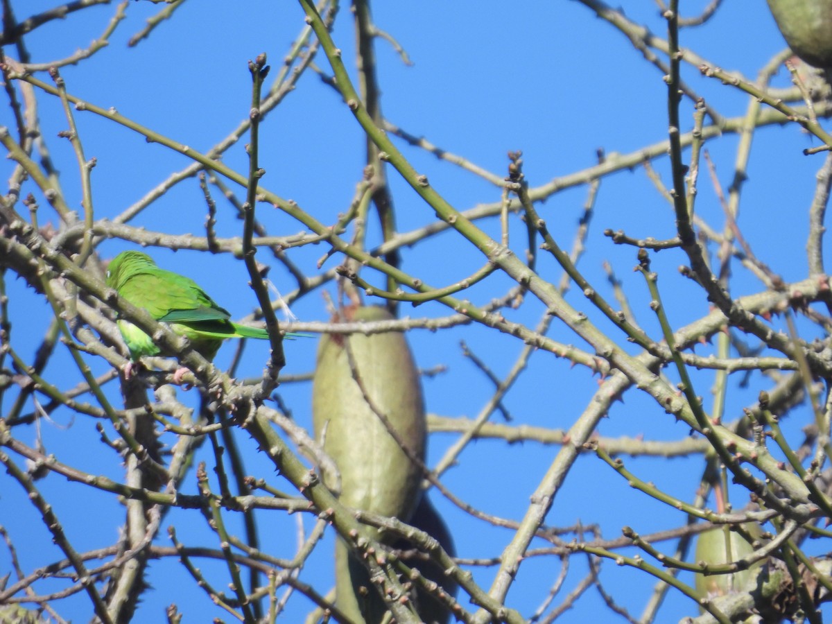 Yellow-chevroned Parakeet - ML614593154