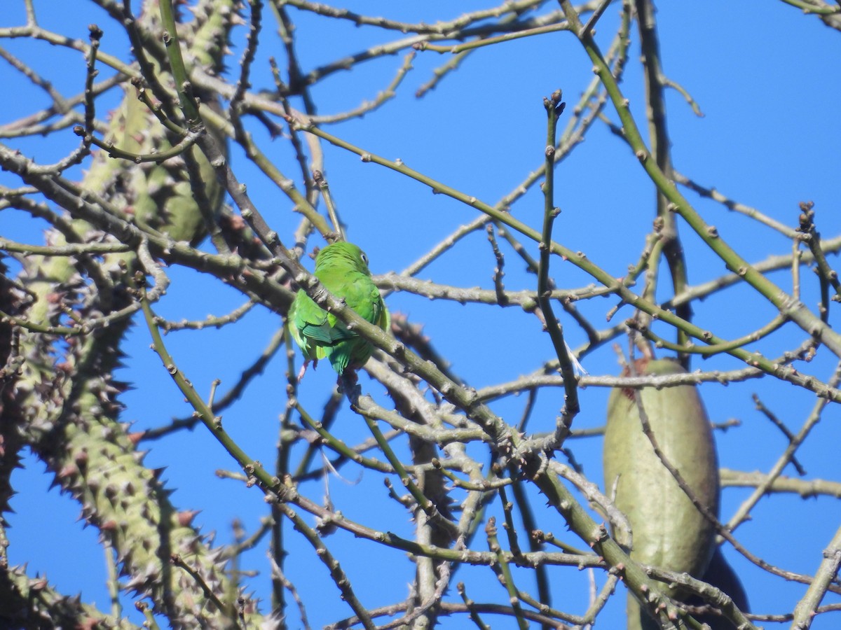 Yellow-chevroned Parakeet - ML614593156