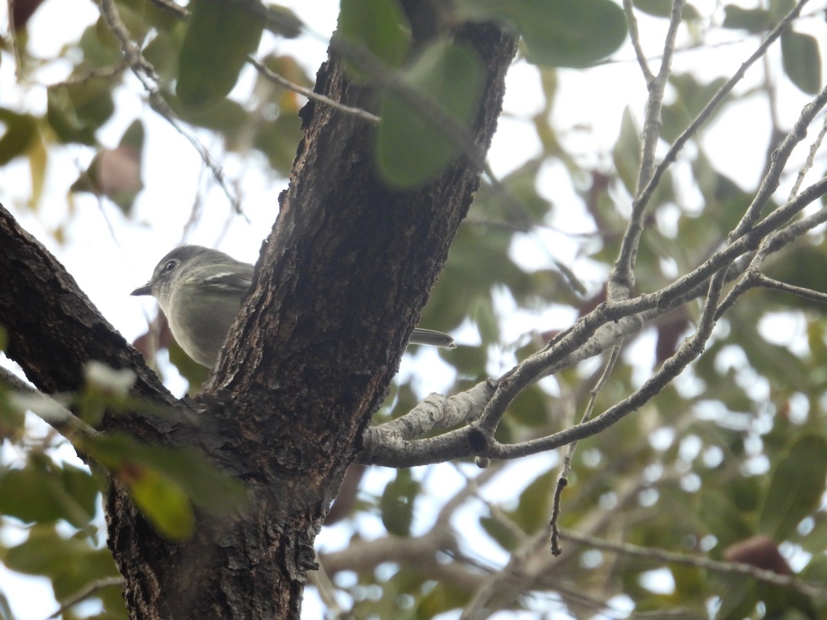 Plumbeous Vireo - ML614593204