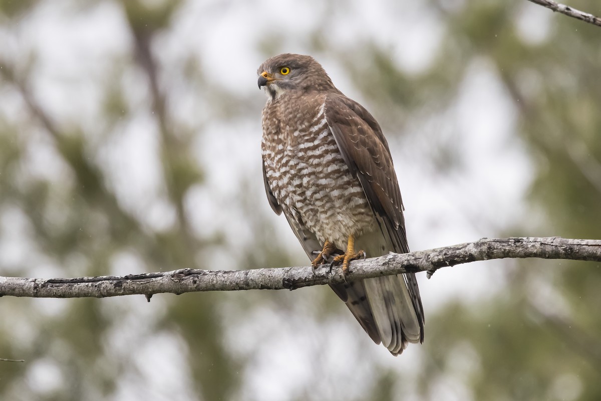 Gray-faced Buzzard - ML614593214