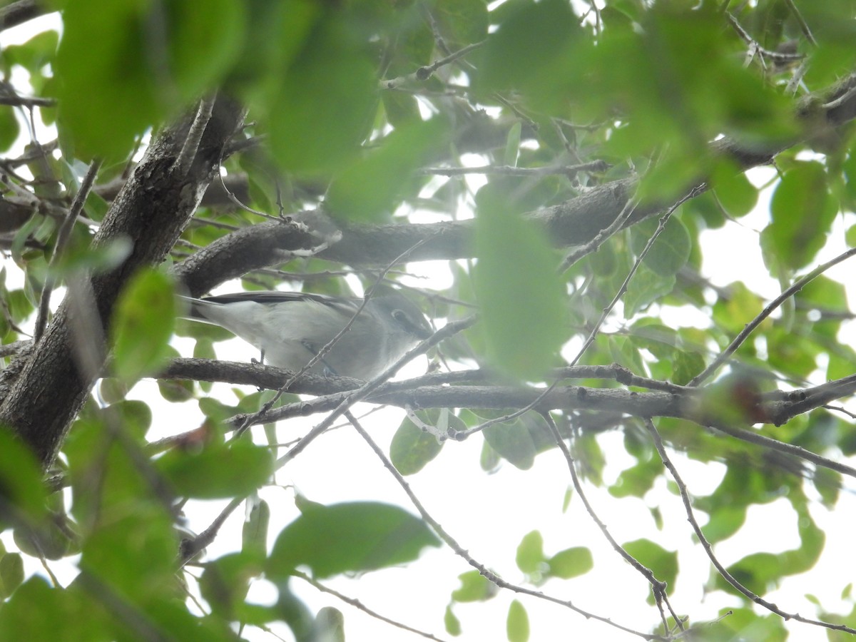 Plumbeous Vireo - ML614593221