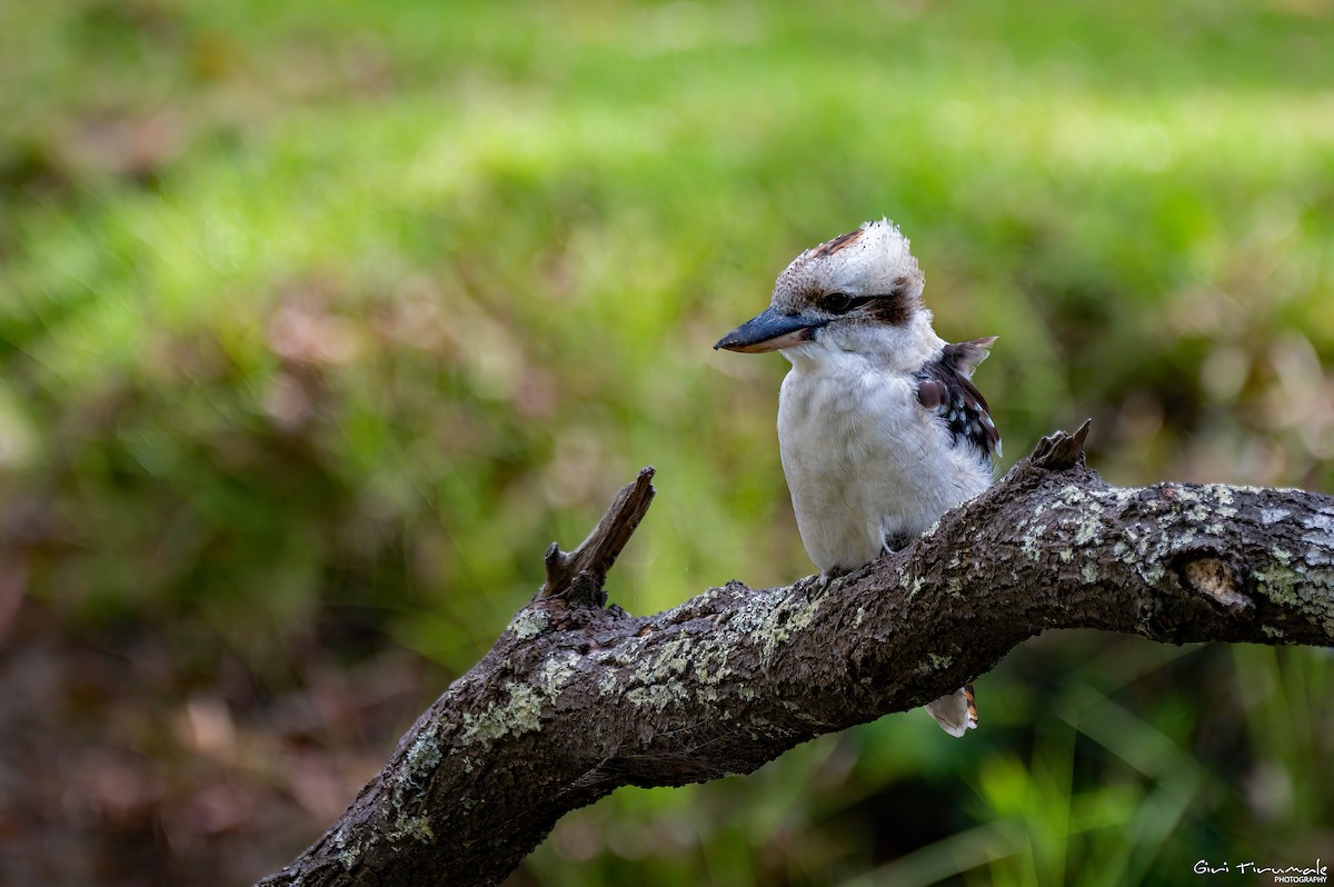 Laughing Kookaburra - ML614593225