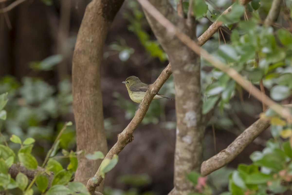 Ryukyu Flycatcher - Hugo Cobos